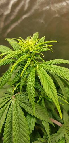 Growreport Bild 9