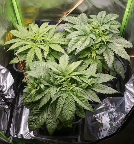 Growreport Bild 15