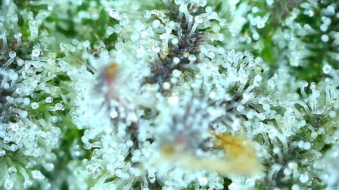 Growreport Bild 58