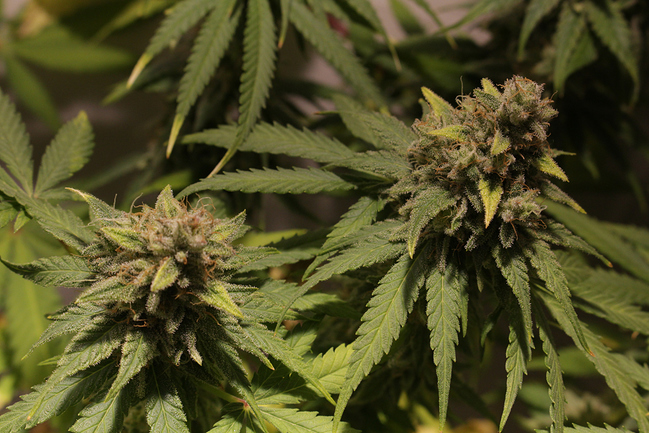 Growreport Bild 2
