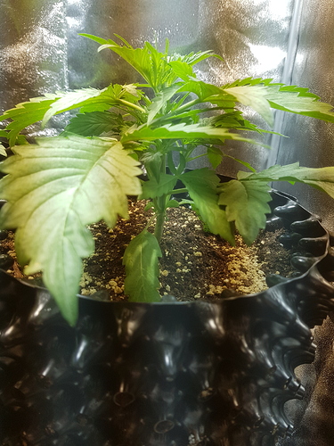 Growreport Bild 2
