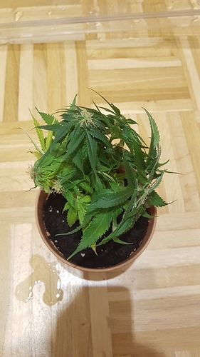 Growreport Bild 4