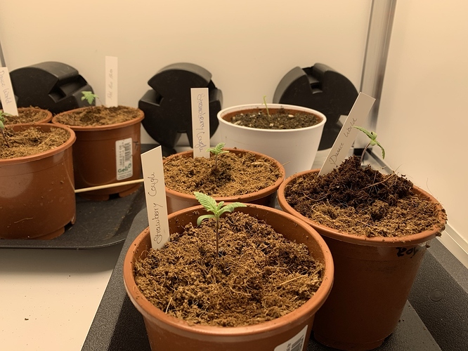 Growreport Bild 7