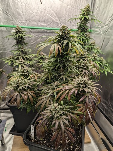 Growreport Bild 40