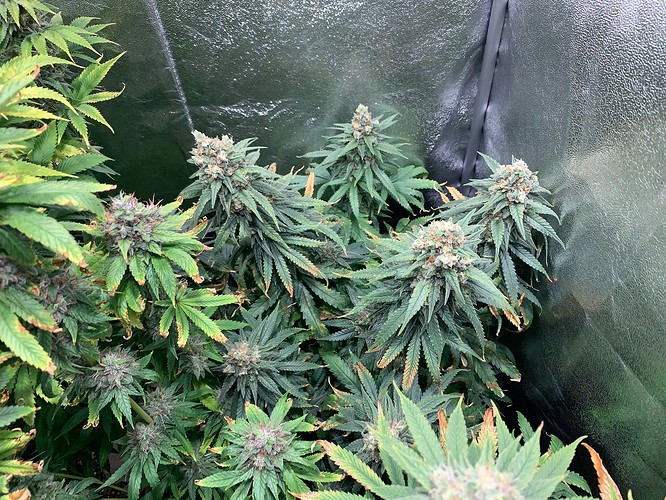 Growreport Bild 6