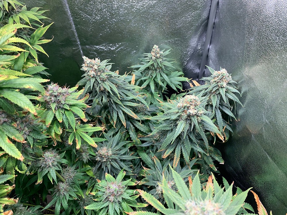 #3 Ernte / Strawberry Kush & Skunk#1