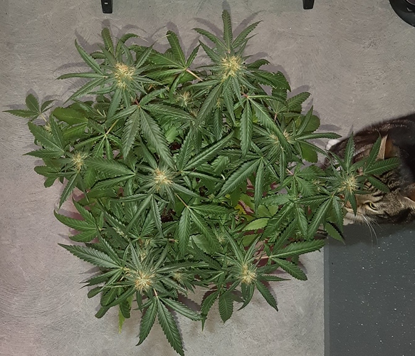 Growreport Bild 5