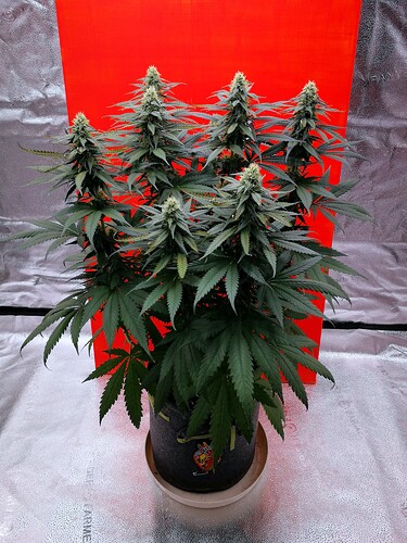 Growreport Bild 1