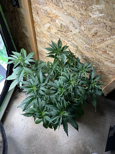 Growreport Bild 3