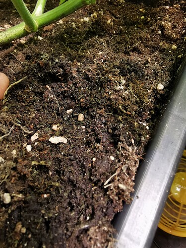 Growreport Bild 4