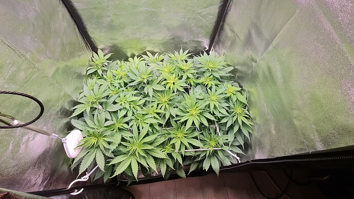 Growreport Bild 1
