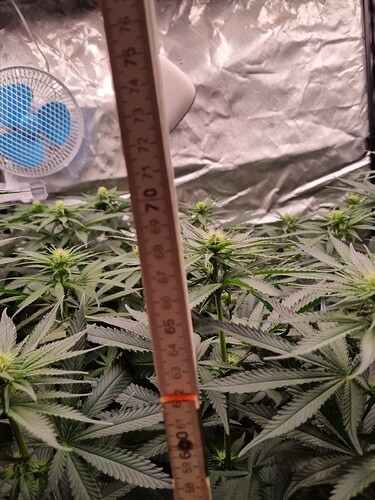 Growreport Bild 12