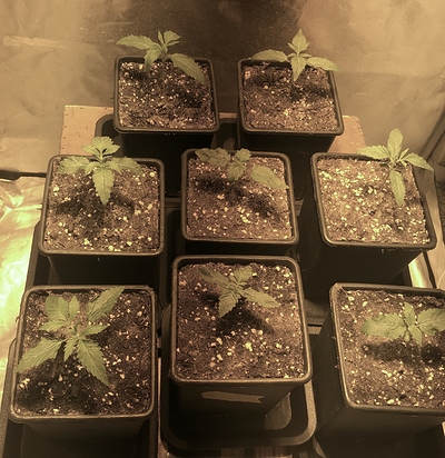 Growreport Bild 2