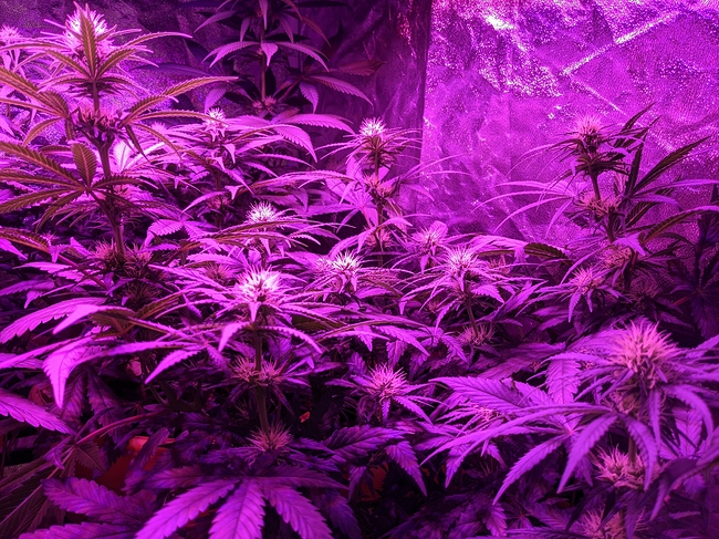 Growreport Bild 2