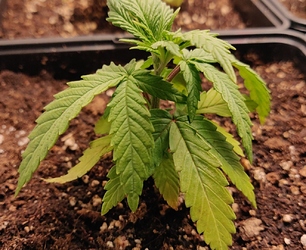 Growreport Bild 9