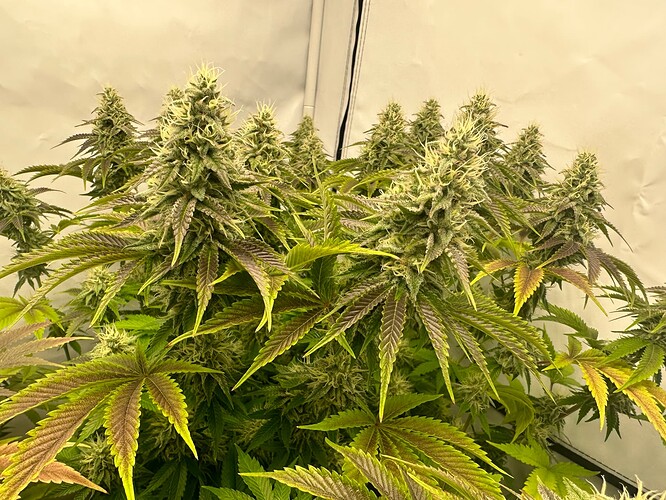 Growreport Bild 24