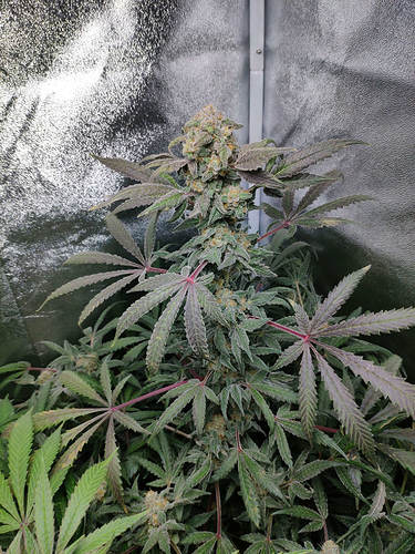 Growreport Bild 8