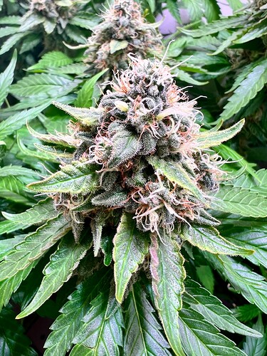 Growreport Bild 1