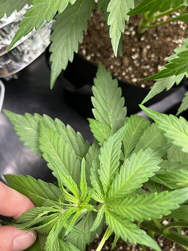Growreport Bild 3