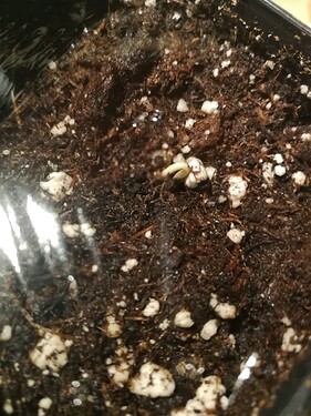 Growreport Bild 57
