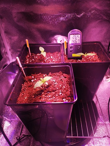 Growreport Bild 5