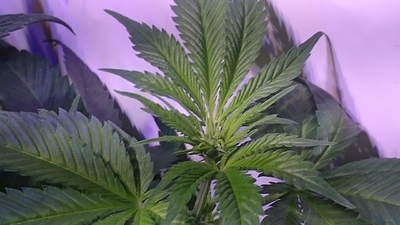 Growreport Bild 10