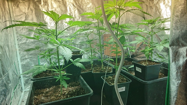 Growreport Bild 1