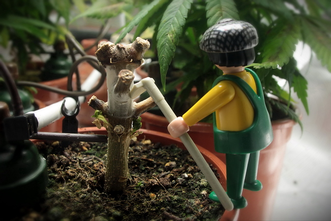 Growreport Bild 2