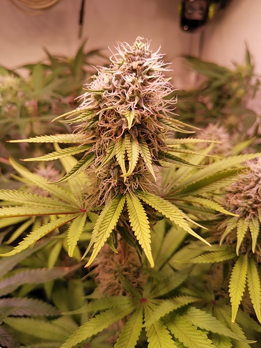 Growreport Bild 12