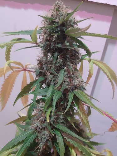 Growreport Bild 6