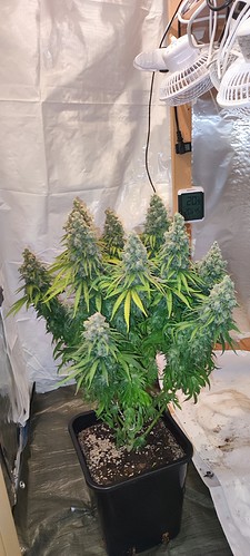 Growreport Bild 17
