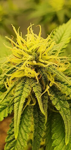 Growreport Bild 7