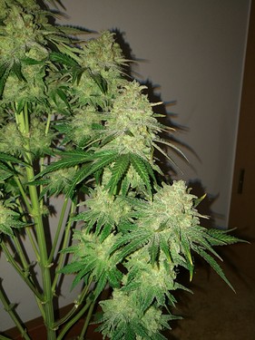 Growreport Bild 38