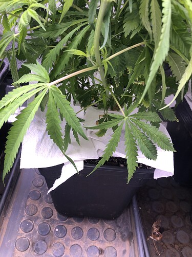 Growreport Bild 2