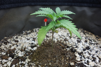 Ein junger Cannabis-Keimling mit zwei Keimblättern und den ersten echten Blättern, der in einem dunklen Substrat mit Perlit wächst. Ein kleiner roter Markierungsstab steckt im Substrat neben der Pflanze.
