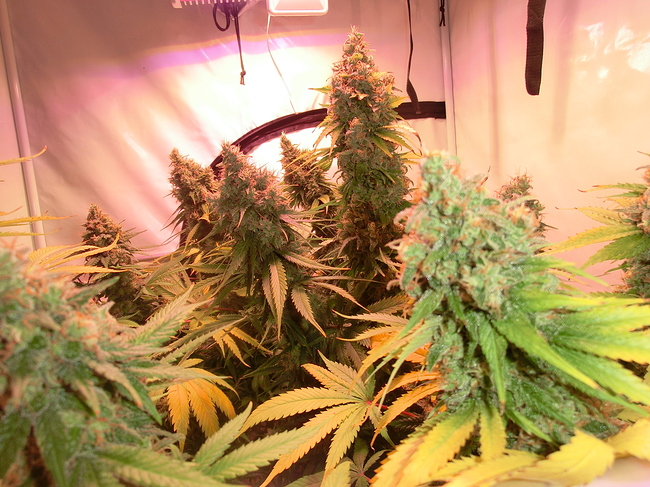 Growreport Bild 14
