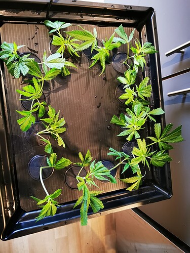 Growreport Bild 4