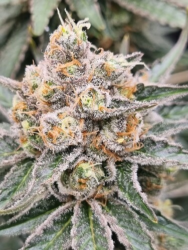 Growreport Bild 16