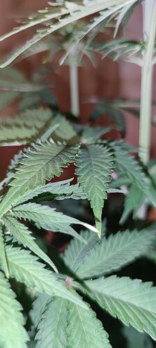 Growreport Bild 6