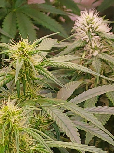 Growreport Bild 7