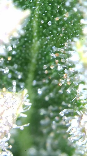 Growreport Bild 50