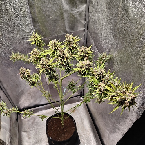 Growreport Bild 27