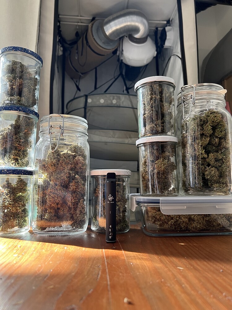 3rd Indoor LED-Grow: 320W Sanlight EVO | 100x100 | BioBizz | 4x Lemon Haze 3x Runtz 2x Dos Si Dos 33