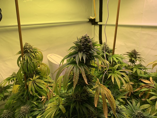 Growreport Bild 4