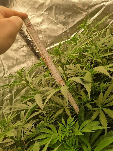 Growreport Bild 6