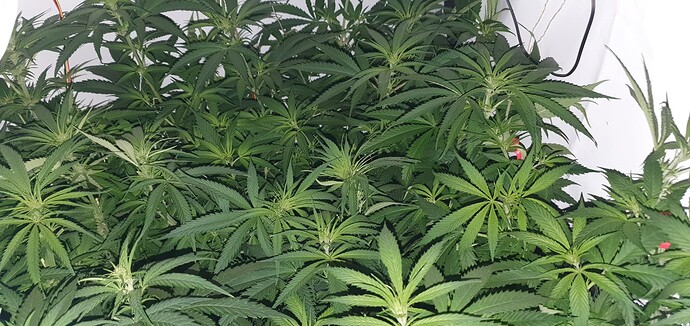 Growreport Bild 5