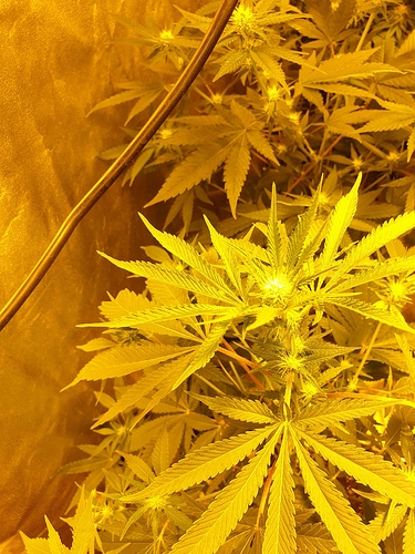 Growreport Bild 15