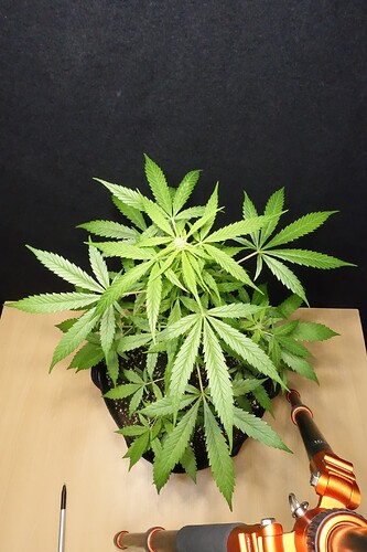 Growreport Bild 2
