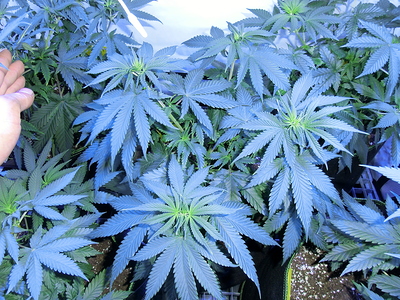 Mehrere Cannabis-Pflanzen in der Wachstumsphase, die sich in einem Zelt befinden und ein dichtes Blätterdach bilden.