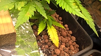 Growreport Bild 7